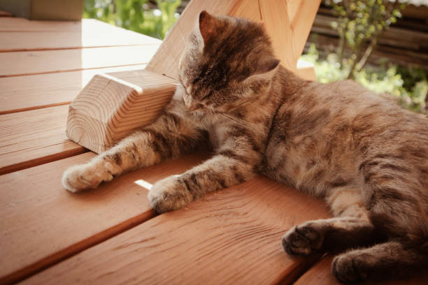 istock Cute mom cat is licking itself in sunny day 1410830933