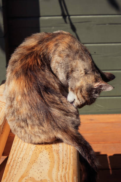 istock Cute mom cat is licking itself in sunny day 1410831518