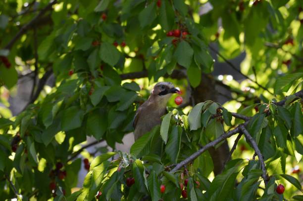 istock the bird eats red ripe cherries 1410831591