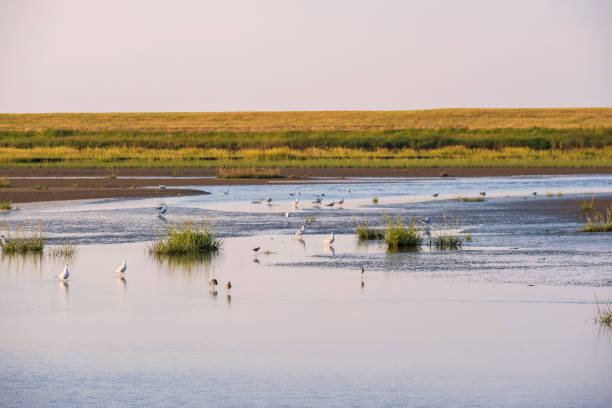 istock Seagulls in Langwarder Groden/Germany 1410831898