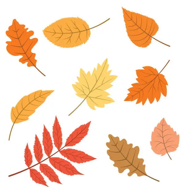 Vector illustration of Fall Leaves Illustrator Brushes