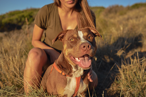 Portrait of a pitbull on walk on a hiking trail with its owner on a mountain. Woman resting while on a walk with her dog in nature. Girl taking a break on a stroll with her pet in a meadow field area