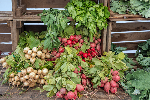 Heaps of different kind of radishes with different colors at the farmers market in Union Square in the center of Manhattan