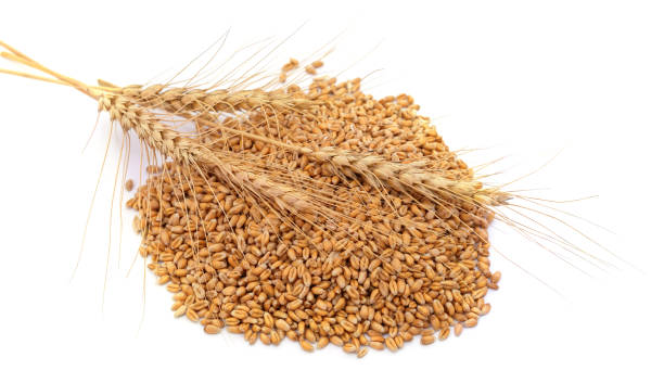 istock Pile of wheat with spikelets. 1410834137