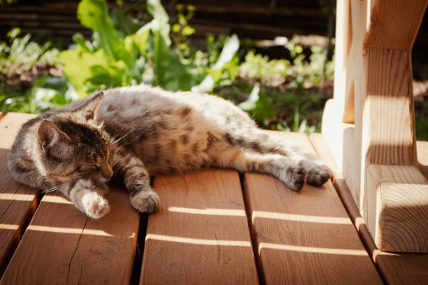 istock Cute brown cat sleeping on wooden floor outside. 1410835506