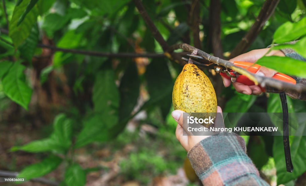 Close-up hands of a cocoa farmer use pruning shears to cut the cocoa pods or fruit ripe yellow cacao from the cacao tree. Harvest the agricultural cocoa business produces. Child Stock Photo