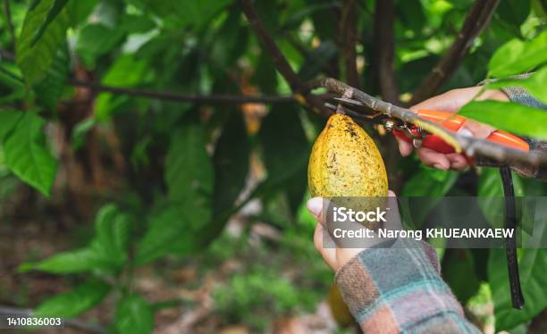Closeup Hands Of A Cocoa Farmer Use Pruning Shears To Cut The Cocoa Pods Or Fruit Ripe Yellow Cacao From The Cacao Tree Harvest The Agricultural Cocoa Business Produces Stock Photo - Download Image Now