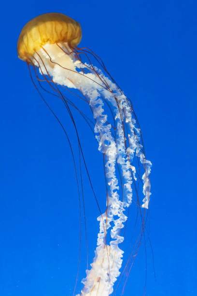 istock Orange jellyfish (Chrysaora fuscescens or Pacific sea nettle) in blue ocean water 1410837205
