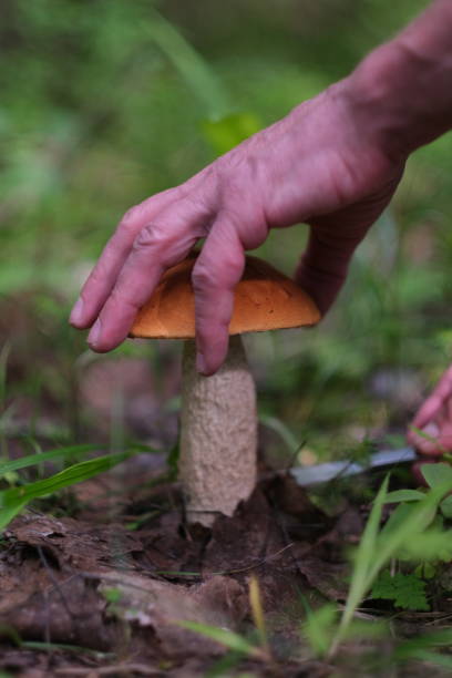 istock Picking up a good mushroom in wild russian forest (taiga) 1410839181