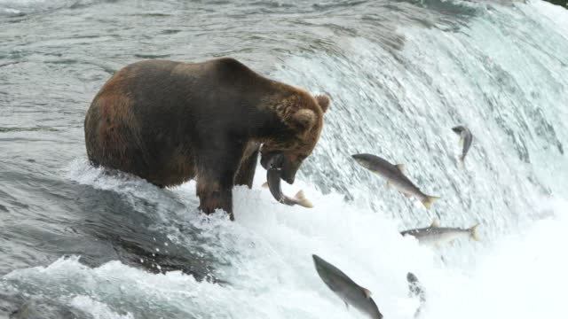 Brown Bear catching Sockeye Salmon at Brooks Falls - 4K Slow Motion