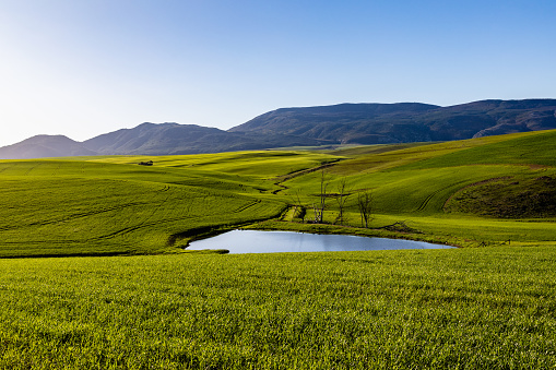 A landscape of rolling hills covered in lush green wheat in the Overberg region near the town of Caledon in South Africa.