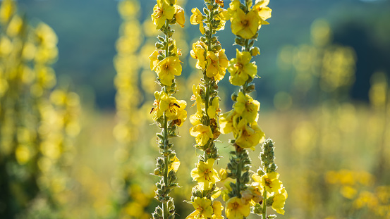 Close-up of yellow exotic flowers native to Madeira