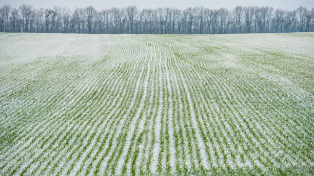 campo di grano invernale coperto di neve, paesaggio rurale. - corn snow field winter foto e immagini stock