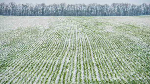 winter wheat field covered with snow, rural landscape. - corn snow field winter imagens e fotografias de stock