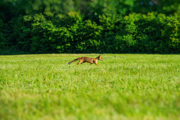 istock One fox moves across the meadow in the morning. 1410841076