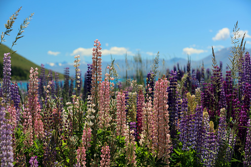 Lupins blooming in New Zealand