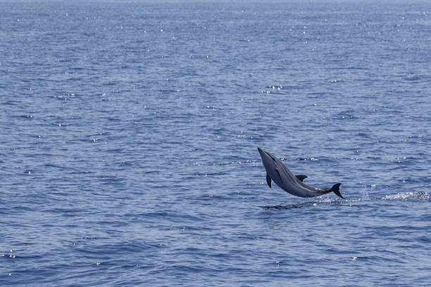 istock happy striped dolphin juming at sunset 1410845392