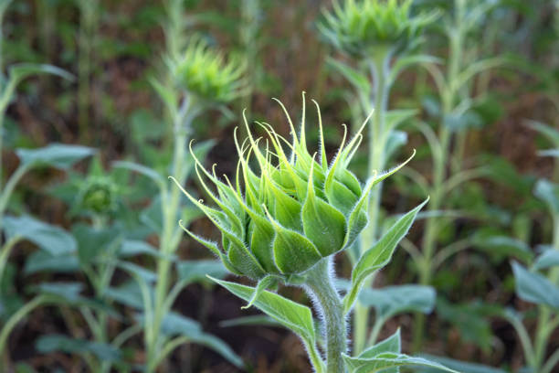 istock a large green sunflower bud 1410845393