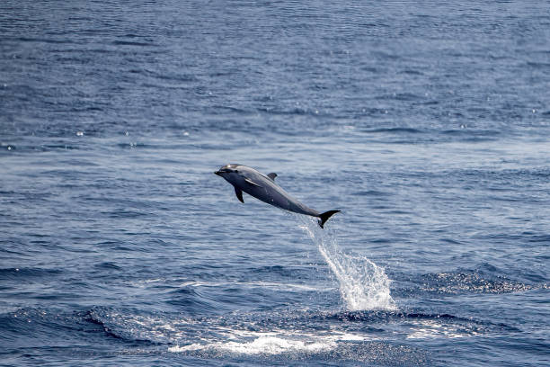 istock happy striped dolphin juming at sunset 1410845423