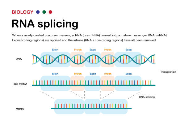 ilustrações de stock, clip art, desenhos animados e ícones de diagram showing the biological process of rna splicing to remove intron after transcription and produce mrna - splice