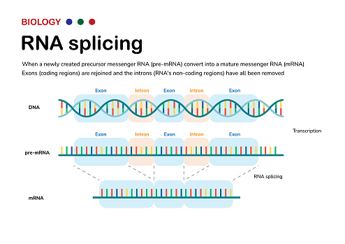 Diagram showing the biological process of RNA splicing to remove intron after transcription and produce mRNA