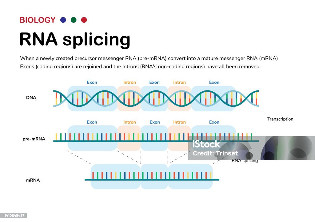 Diagram Showing The Biological Process Of Rna Splicing To Remove Intron  After Transcription And Produce Mrna Stock Illustration - Download Image  Now - iStock