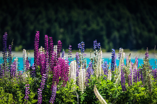 Lupins blooming in New Zealand