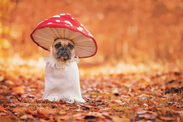 Photo of Funny French Bulldog dog in unique fly agaric mushroom costume