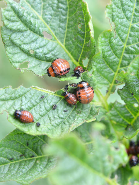 istock On potatoes - Colorado potato beetle larvae 1410848269