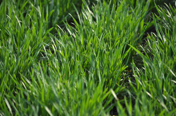 istock Spring crops of winter wheat 1410848603