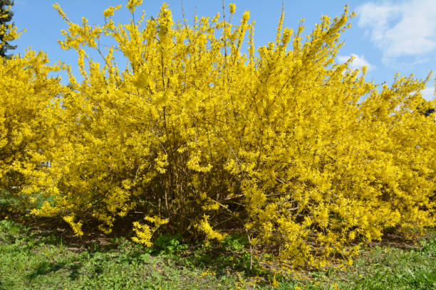 istock Forsythia blooms in nature. 1410848618
