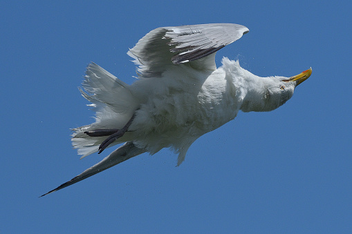 Herring gull in the air shaking off water from a recent dive, turning head completely over. Taken on a sunny summer day at the edge of Long Island Sound in Connecticut.