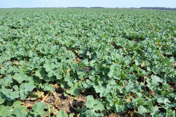 istock In the spring  field grows winter rapeseed 1410850128