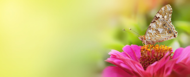 Beautiful A Monarch Butterfly feeds on a pink Zinnia flowers in garden on a summer day. Soft background. Copy space.Banner.