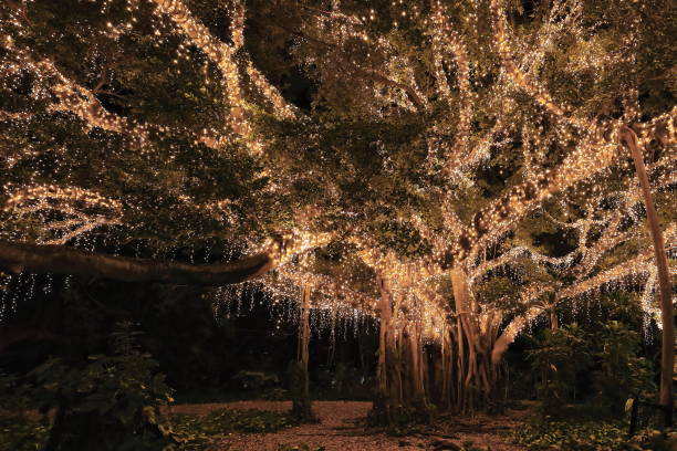 Fairy lights covered fig tree at night-City Botanic Gardens. Brisbane-Australia-105 Large sprawling Moreton Bay fig tree -Ficus macrophylla- covered in twinkling fairy lights at Gardens Point-City Botanic Gardens on the QUT side of the Goodwill Bridge. Brisbane-Queensland-Australia. tree with light bulb roots stock pictures, royalty-free photos & images