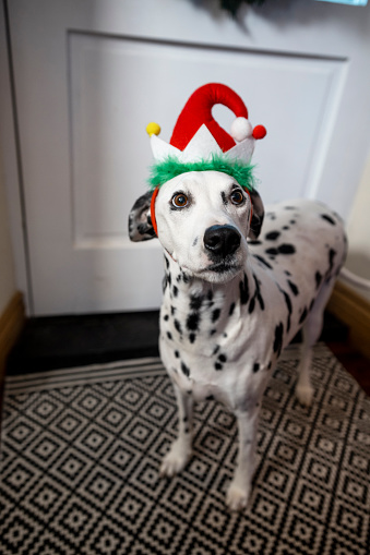 A portrait shot of a Dalmatian dog wearing a Christmas Elf hat in the doorway of her home.