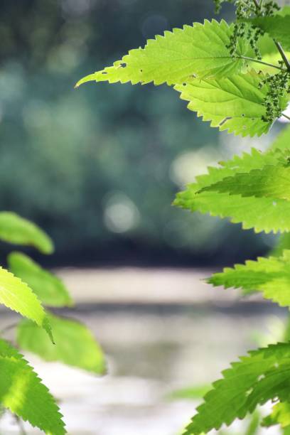 istock Green leaves left and right in front of a blurred lake 1410854534