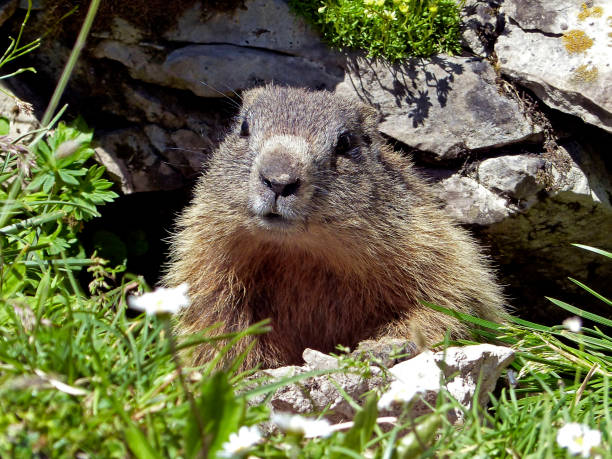 istock Alpine marmot (Marmota marmota) in high mountains in Bavaria, Germany 1410855125