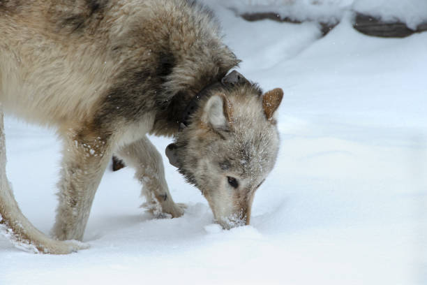 istock Wolf in the Snow at Yellowstone National Park 1410856245