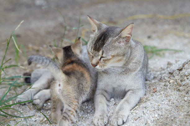 istock Mother cat licking her kitten 1410857677