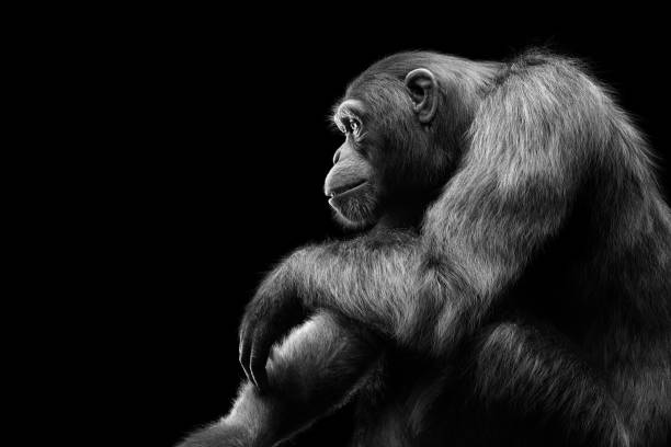 Chimpanzee monkey sitting portrait on black background