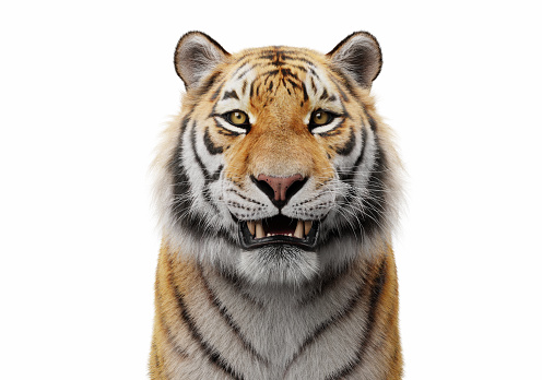 Tiger face portrait isolated on white