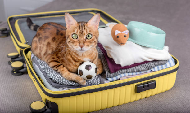 istock A beautiful cat sits in a travel suitcase with things inside. 1410859571