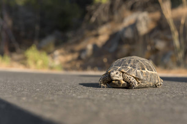 istock A small land turtle crosses the road. 1410859587