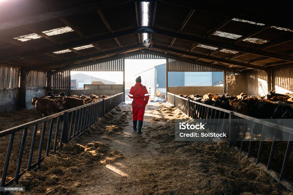 Checking On My Cows A wide angle of a farm owner tending to a group of cows in a pen getting taken care of by a male farmer at a farm in Northumberland in the North East of England. Barn Stock Photo