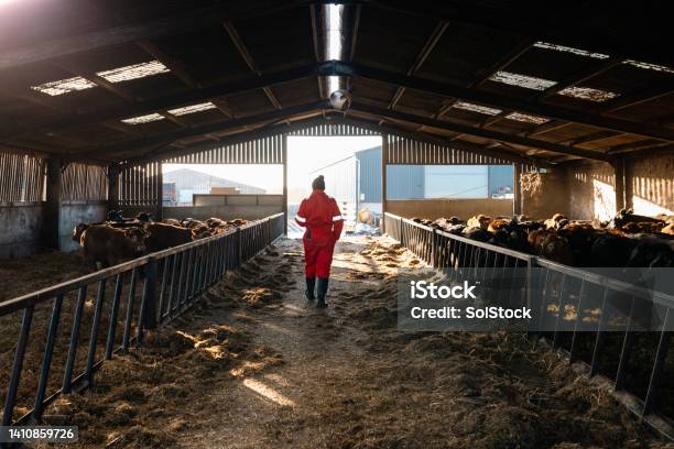 Checking On My Cows Stock Photo - Download Image Now - Barn, 35-39 Years, Adult