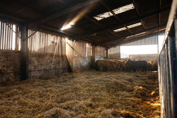 istock Cattle In Barn On The Farm 1410859736