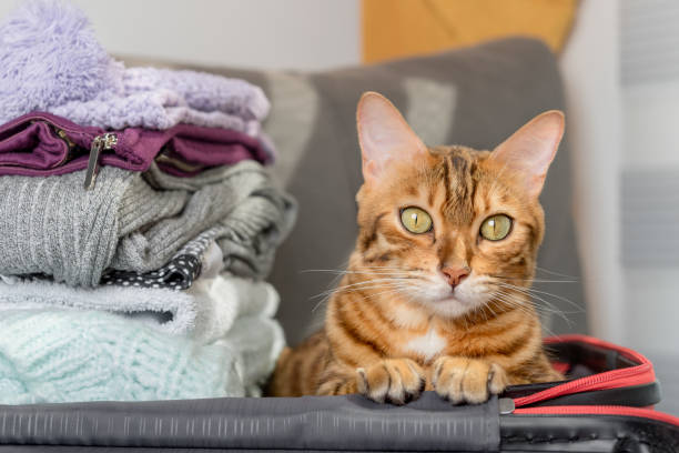 istock Domestic cat sits in a suitcase with clothes. 1410860388