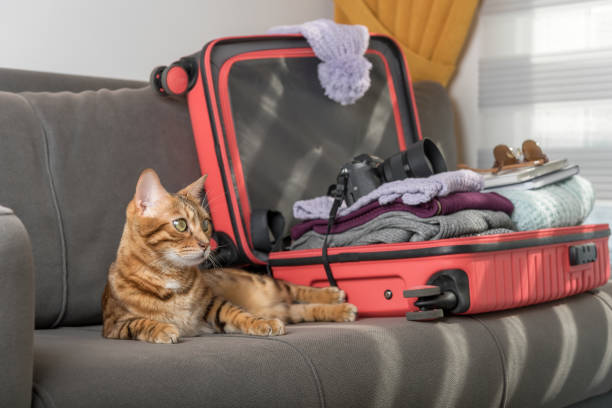 istock Domestic cat next to the suitcase on the sofa. 1410860448