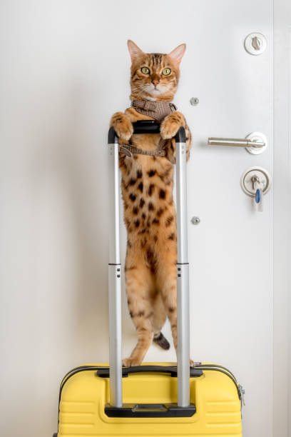 istock Funny Bengal cat in a harness holds the handle of a suitcase. 1410860497